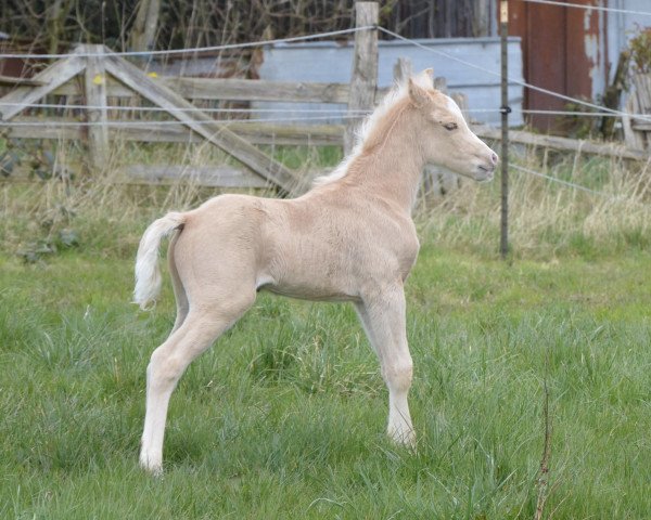 Pferd Rio Dorado (Welsh Pony (Sek.B), 2020, von Rock Grey New York)