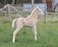 horse Rio Dorado (Welsh Pony (Sek.B), 2020, from Rock Grey New York)