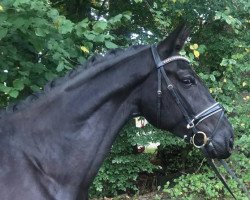 jumper Donatario (Hanoverian, 2014, from Dubarry 41)