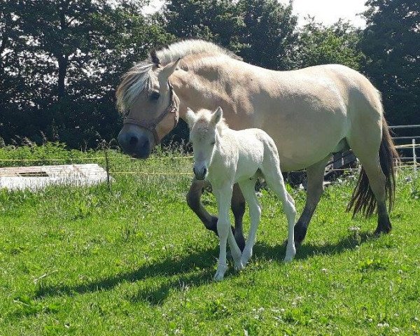 broodmare Valiene (Fjord Horse, 1997, from Venito)