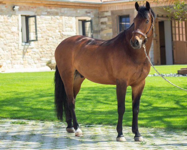 jumper Fa Fie Again (Royal Warmblood Studbook of the Netherlands (KWPN), 2010, from Cantos)