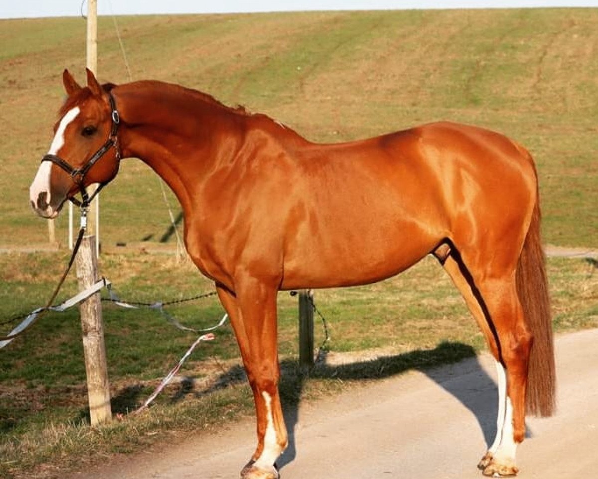jumper Carlsson 74 (Holsteiner, 2010, from Cancara)