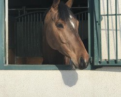 jumper Crazy Bonito (German Sport Horse, 2013, from Crazy true Colour)