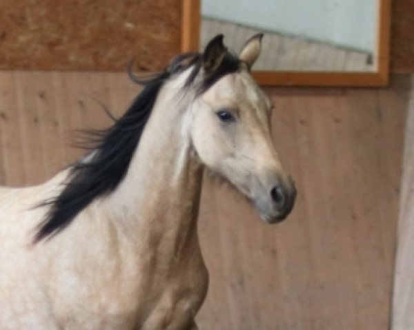 dressage horse Falbstute (German Riding Pony, 2019, from Designed in Black AT)