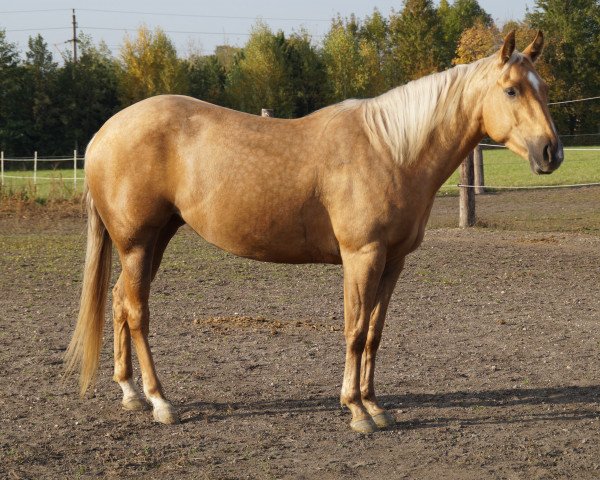 Pferd Dox Storm N Crome (Quarter Horse, 2016)