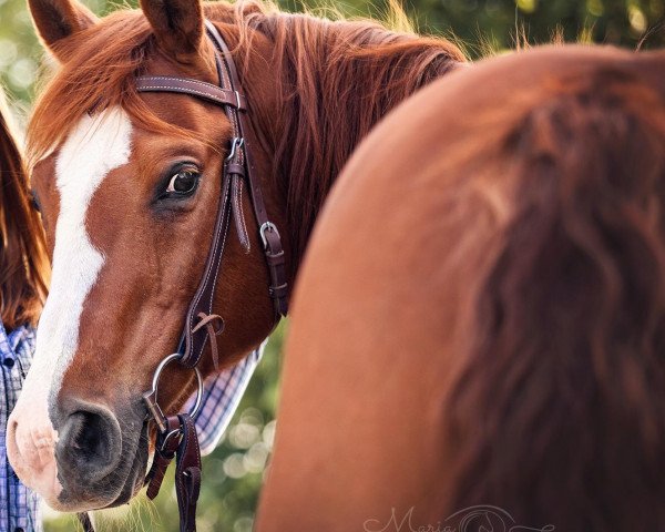 Pferd CR Shining Cody (Quarter Horse, 1999)