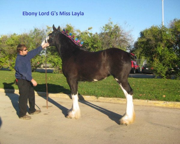 broodmare Ebony G Lord Miss Layla (Clydesdale, 2010, from Willishome Lord Gallagher)