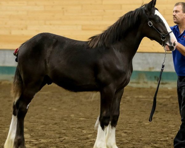 Pferd Ebony Lego Nite (Clydesdale, 2016, von Ebony Admiral of the Nite)