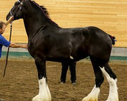 horse Ebony Jamaican Bahama Mamma (Clydesdale, 2013, from Ebony Admiral of the Nite)