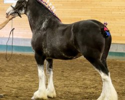 Pferd Ebony Dillion's Pistol (Clydesdale, 2005, von Keyhole Dillion)