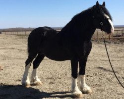 horse Ebony Dillon's Falcon (Clydesdale, 2005, from Keyhole Dillion)