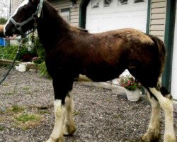 Pferd Ebony Diamond's Pixie Sticks (Clydesdale, 2016, von Donegal Black Diamond)