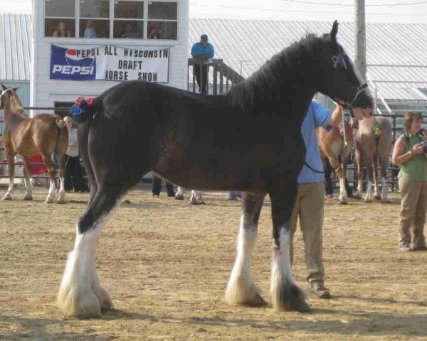 broodmare Ebony Nite Blossom (Clydesdale, 2006, from Donegal Midnight Lignite)