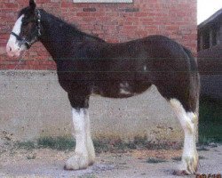 Pferd Ebony Diamond's Ms. California (Clydesdale, 2015, von Donegal Black Diamond)