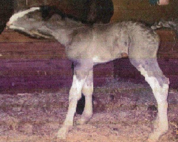 Pferd Ebony Diamond's Ms Santa Fe (Clydesdale, 2015, von Donegal Black Diamond)