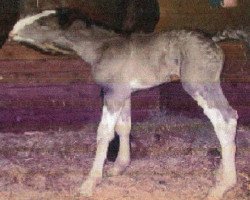 Pferd Ebony Diamond's Ms Santa Fe (Clydesdale, 2015, von Donegal Black Diamond)