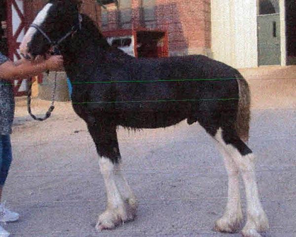 Pferd Ebony Diamond's Little Rock (Clydesdale, 2015, von Donegal Black Diamond)