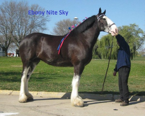 Zuchtstute Ebony Nite Sky (Clydesdale, 2007, von Donegal Midnight Lignite)