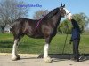 Zuchtstute Ebony Nite Sky (Clydesdale, 2007, von Donegal Midnight Lignite)