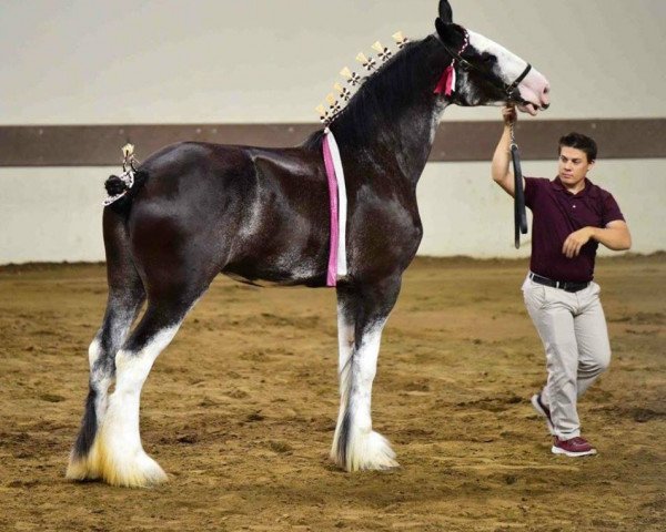 horse Ebony Diamond's Ms. Springfield (Clydesdale, 2015, from Donegal Black Diamond)