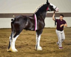 Pferd Ebony Diamond's Ms. Springfield (Clydesdale, 2015, von Donegal Black Diamond)