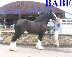 broodmare Ebony April Fool's Babe (Clydesdale, 2004, from Keyhole Dillion)