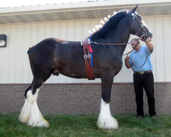 stallion Ebony Admiral of the Nite (Clydesdale, 2009, from Donegal Midnight Lignite)