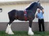 stallion Ebony Admiral of the Nite (Clydesdale, 2009, from Donegal Midnight Lignite)