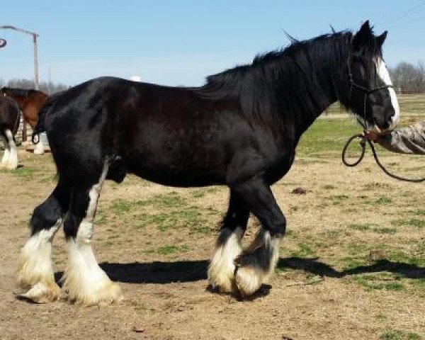 stallion Willishome Lord Gallagher (Clydesdale, 2006, from Armageddon's Lord Cain)