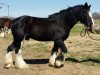 stallion Willishome Lord Gallagher (Clydesdale, 2006, from Armageddon's Lord Cain)