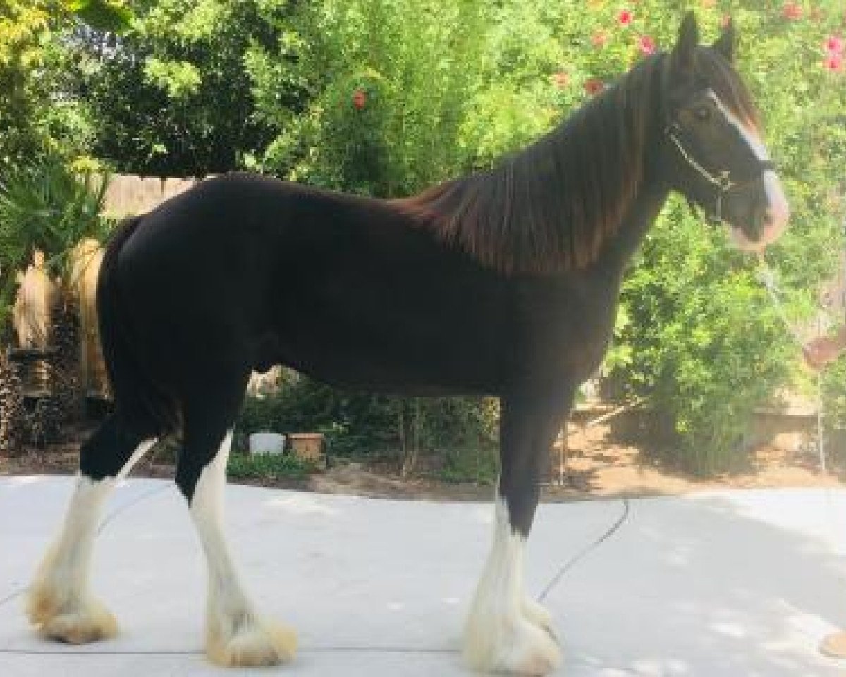 horse Ebony's ABJ's Bazooka (Clydesdale, 2018, from Auchengree Blackjack)