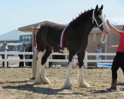 Zuchtstute Eastview Angel (Clydesdale, 2011, von Midnight Mad Max)