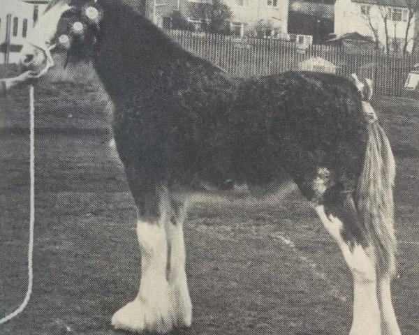 broodmare Easter Littleward Esmerelda (Clydesdale, 1985, from Doura Masterstroke)