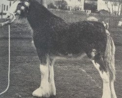 Zuchtstute Easter Littleward Esmerelda (Clydesdale, 1985, von Doura Masterstroke)