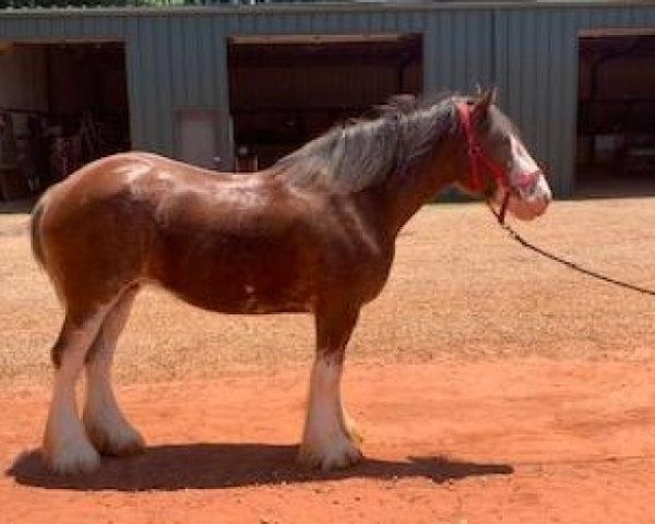 broodmare Durham Captain Val (Clydesdale, 2013, from Zorra Highland Captain)