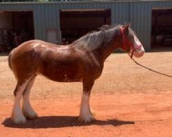 Zuchtstute Durham Captain Val (Clydesdale, 2013, von Zorra Highland Captain)