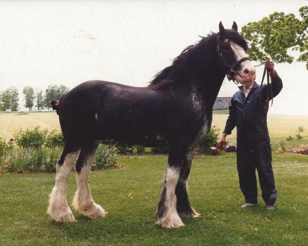 stallion Robbie Bardrill Supreme (Clydesdale, 1979, from Classic Wallace)