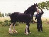 Deckhengst Robbie Bardrill Supreme (Clydesdale, 1979, von Classic Wallace)