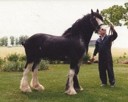 Deckhengst Robbie Bardrill Supreme (Clydesdale, 1979, von Classic Wallace)