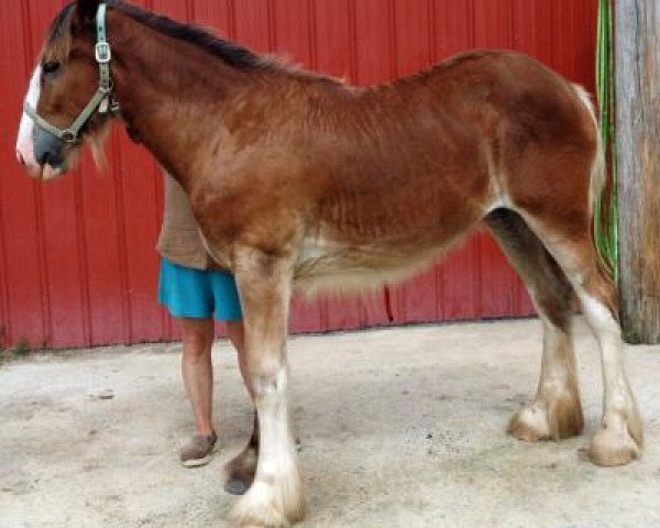 Pferd Dripping Rock Phaedra (Clydesdale, 2017, von Sweetwater Sagebrush Ambassador)