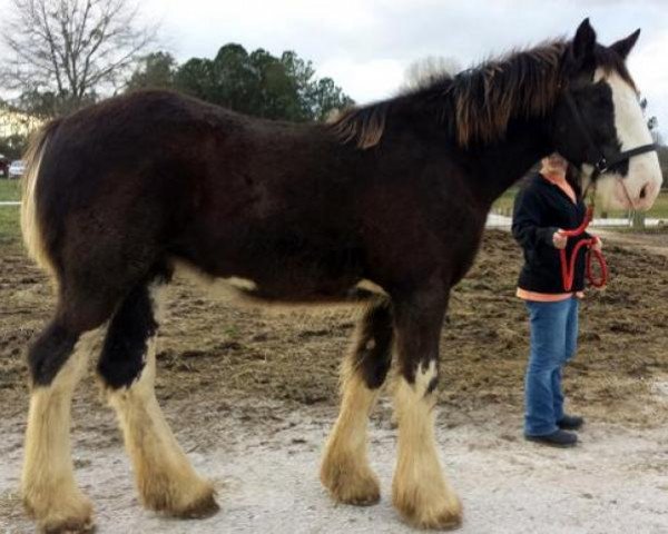 Zuchtstute Dripping Rock Echo (Clydesdale, 2015, von Donegal Liberty Bell)