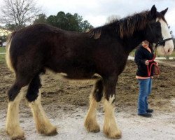 Zuchtstute Dripping Rock Echo (Clydesdale, 2015, von Donegal Liberty Bell)