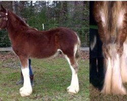 horse Dripping Rock Hector (Clydesdale, 2019, from Sweetwater Sagebrush Ambassador)