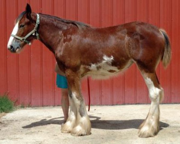 horse Dripping Rock Fortuna (Clydesdale, 2017, from Sweetwater Sagebrush Ambassador)