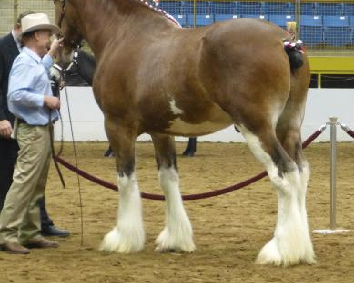 Deckhengst Sweetwater Sagebrush Ambassador (Clydesdale, 2012, von Toll-Gate Ambassador)