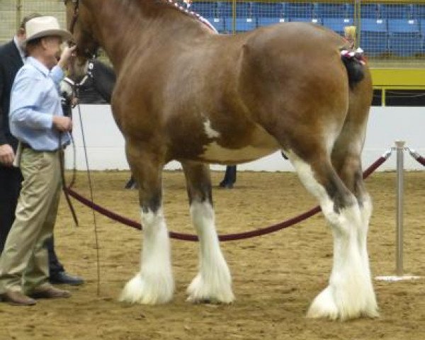 stallion Sweetwater Sagebrush Ambassador (Clydesdale, 2012, from Toll-Gate Ambassador)