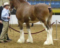 Deckhengst Sweetwater Sagebrush Ambassador (Clydesdale, 2012, von Toll-Gate Ambassador)