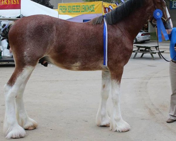 Pferd Dripping Rock Enceladus (Clydesdale, 2017, von Sweetwater Sagebrush Ambassador)