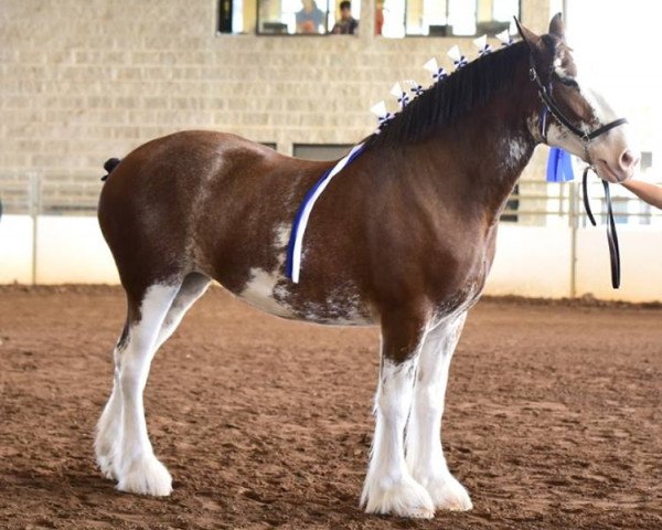 horse Dripping Rock Demeter (Clydesdale, 2014, from Pinnacle's Sensational Rex)