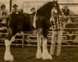 stallion Pinnacle's Sensational Rex (Clydesdale, 2004, from Ellengowan Sensational Randy)